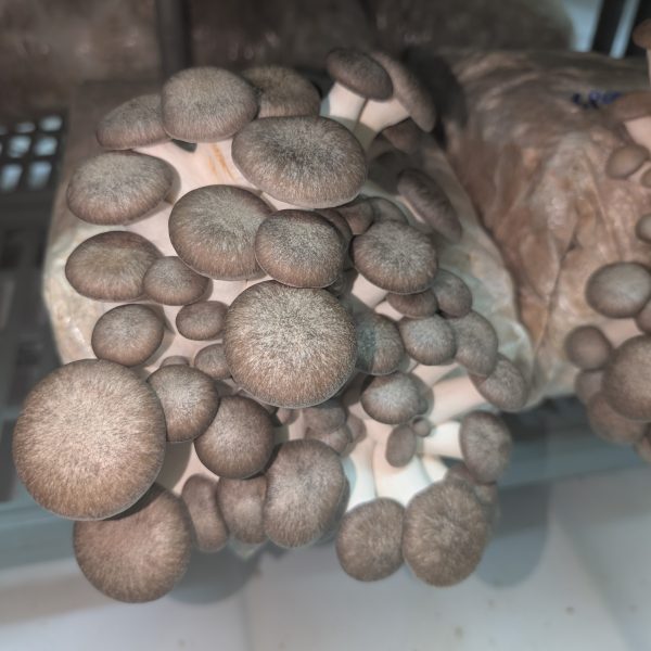 Black Pearl King Oyster