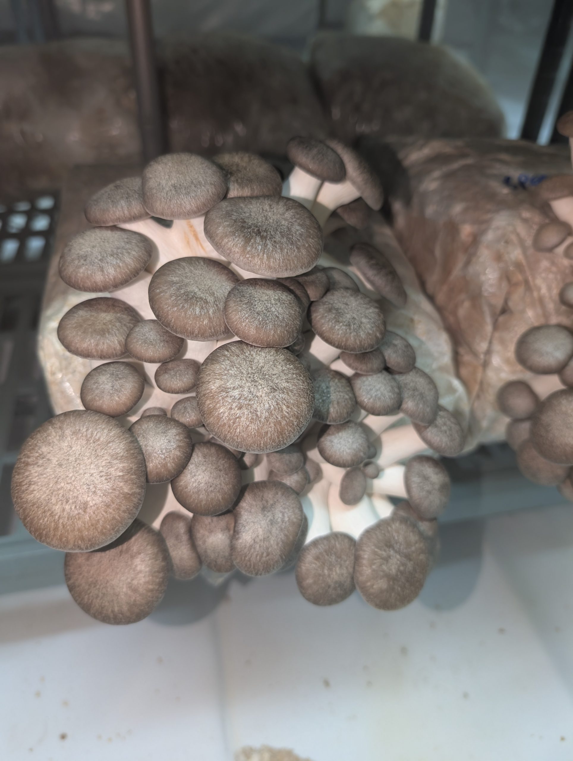 Black Pearl King Oyster